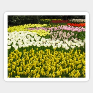 Keukenhof Tulip Festival, Holland Magnet